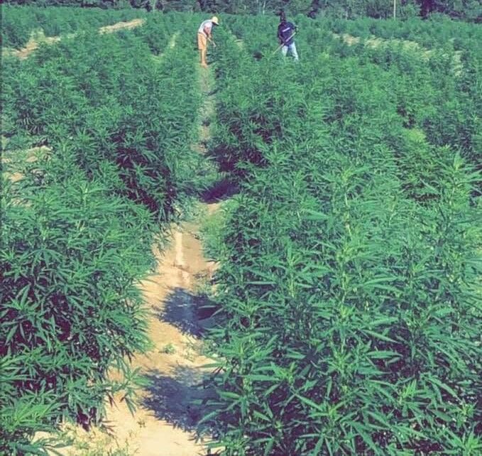 Marijuana Field