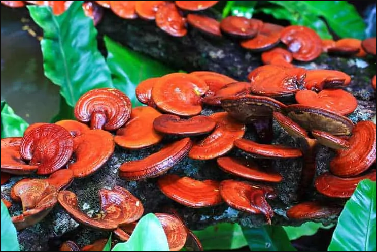 reishi nature